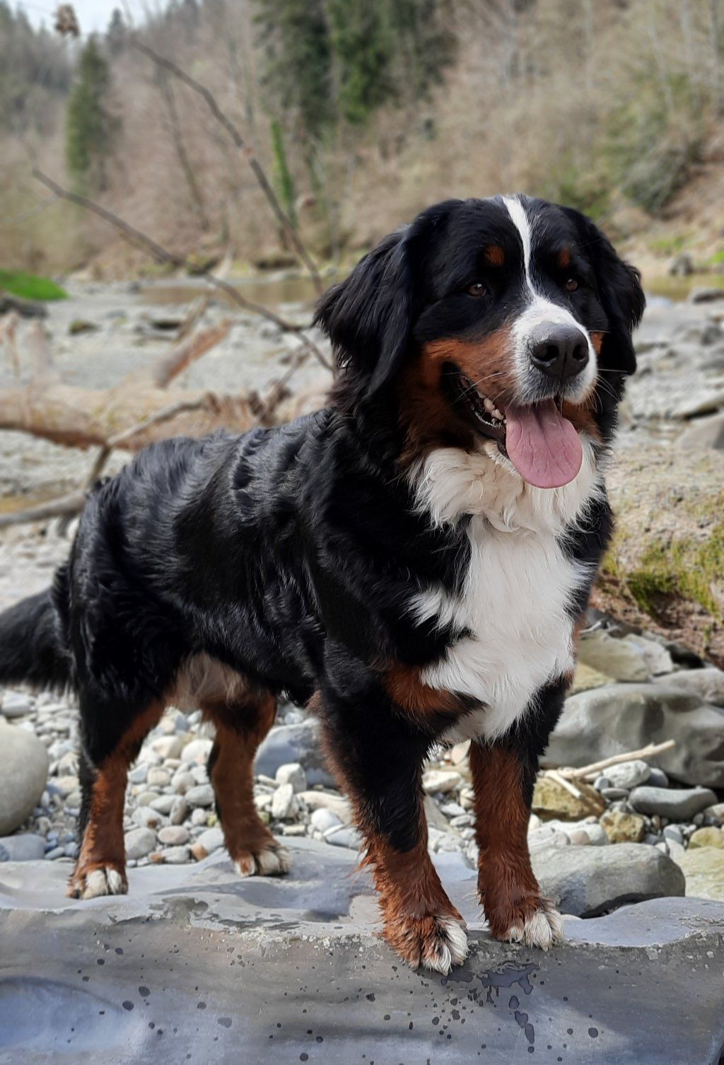 Berner Sennenhunde vom Freibach
