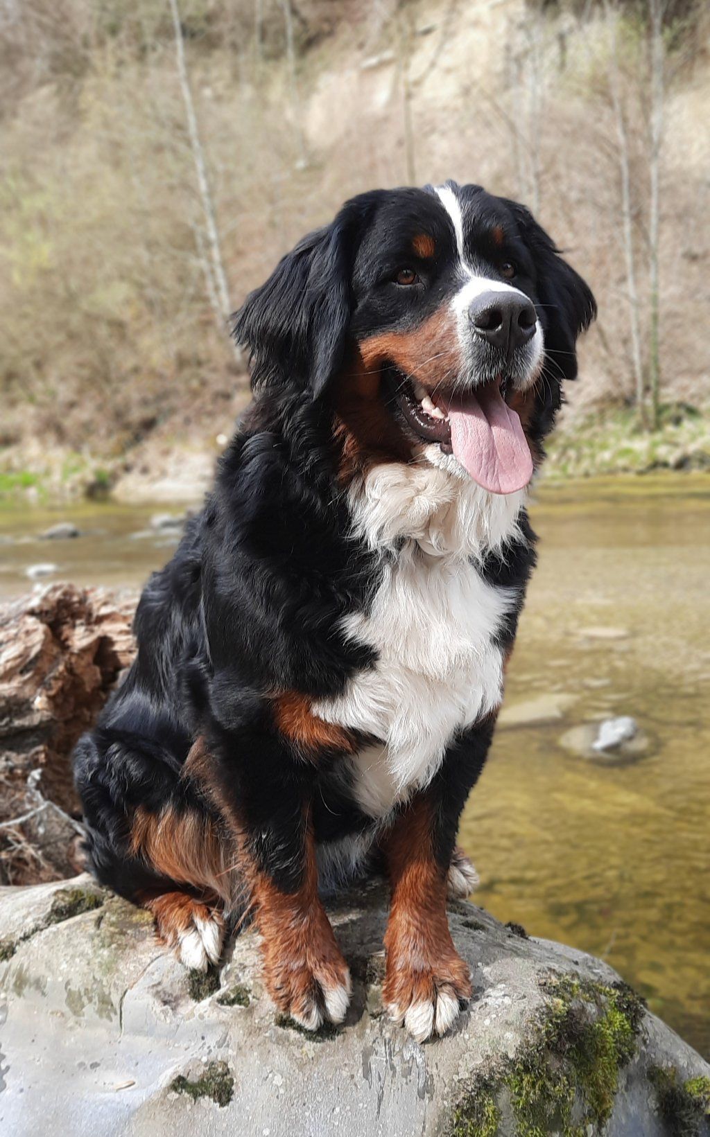 Berner Sennenhunde vom Freibach