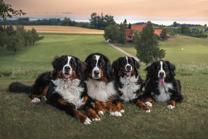 Berner Sennenhunde vom Freibach