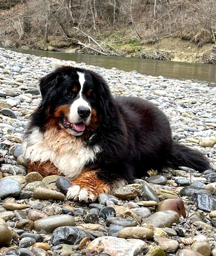 Berner Sennenhunde vom Freibach