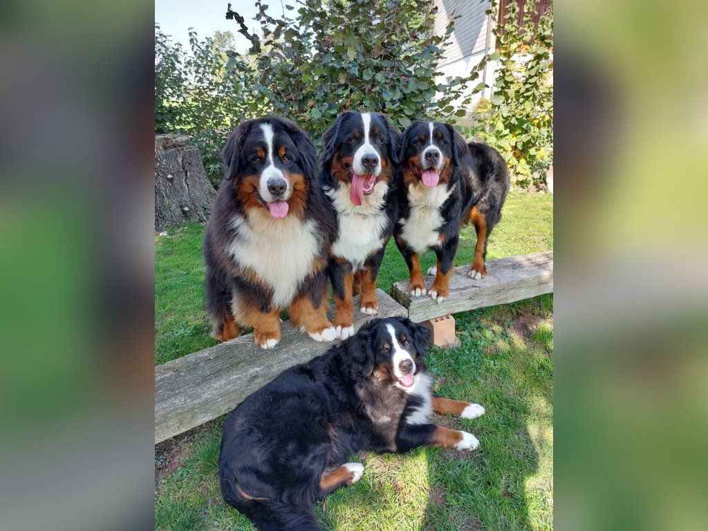 Berner Sennenhunde vom Freibach