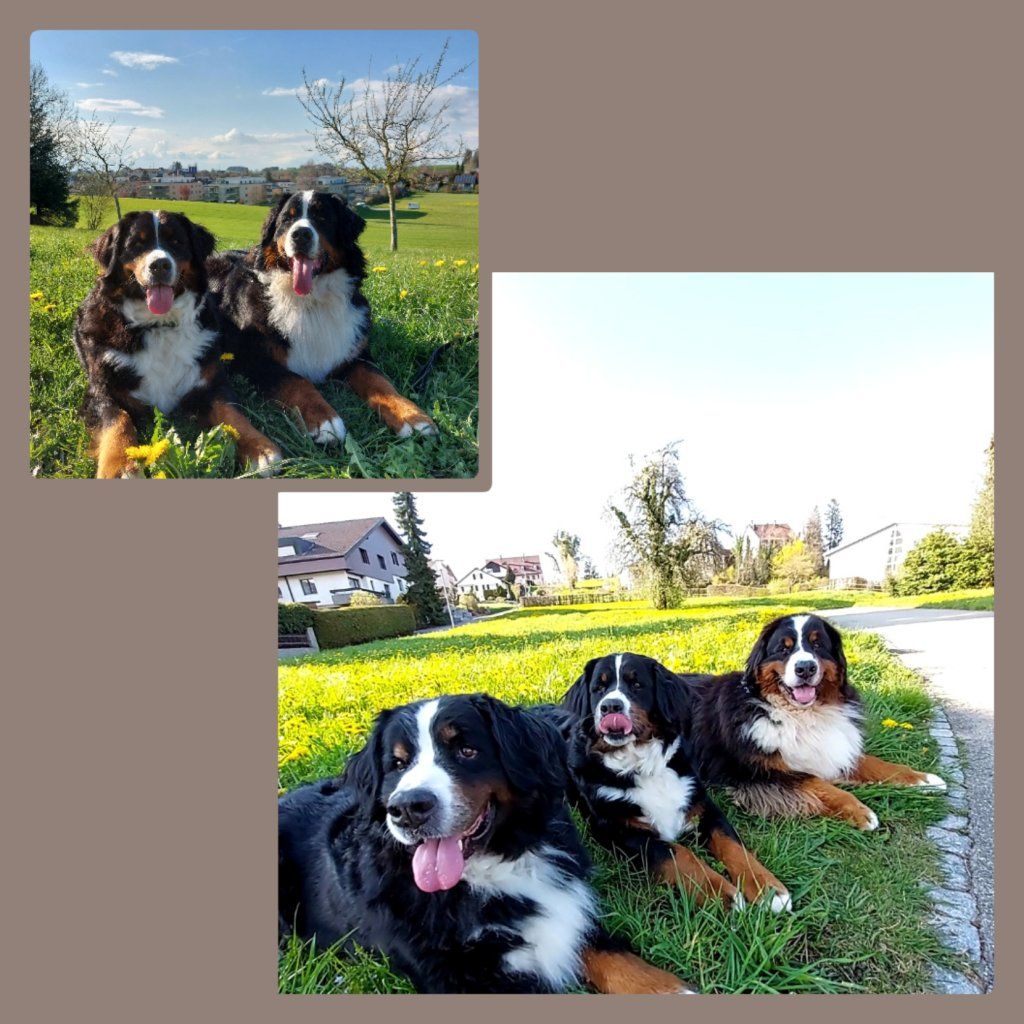 Berner Sennenhunde vom Freibach