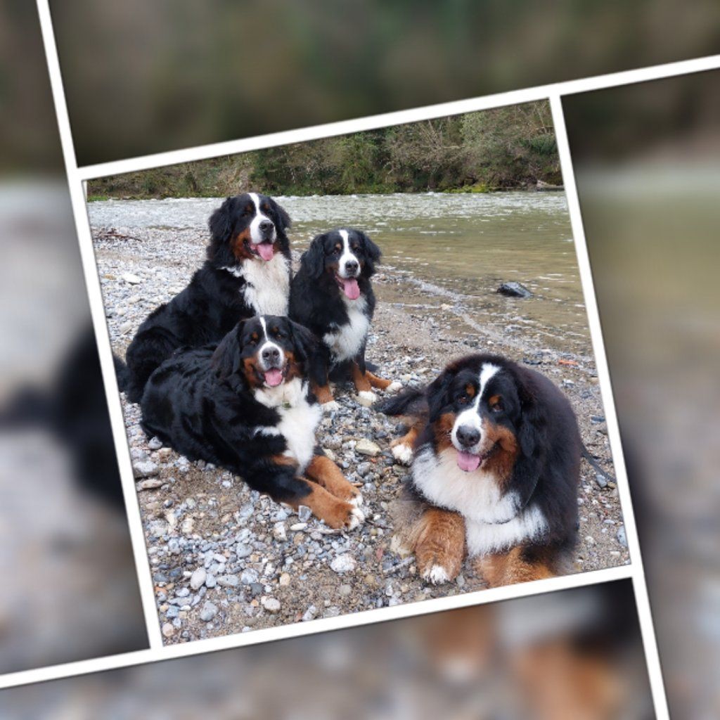Berner Sennenhunde vom Freibach