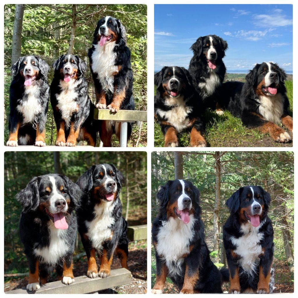 Berner Sennenhunde vom Freibach