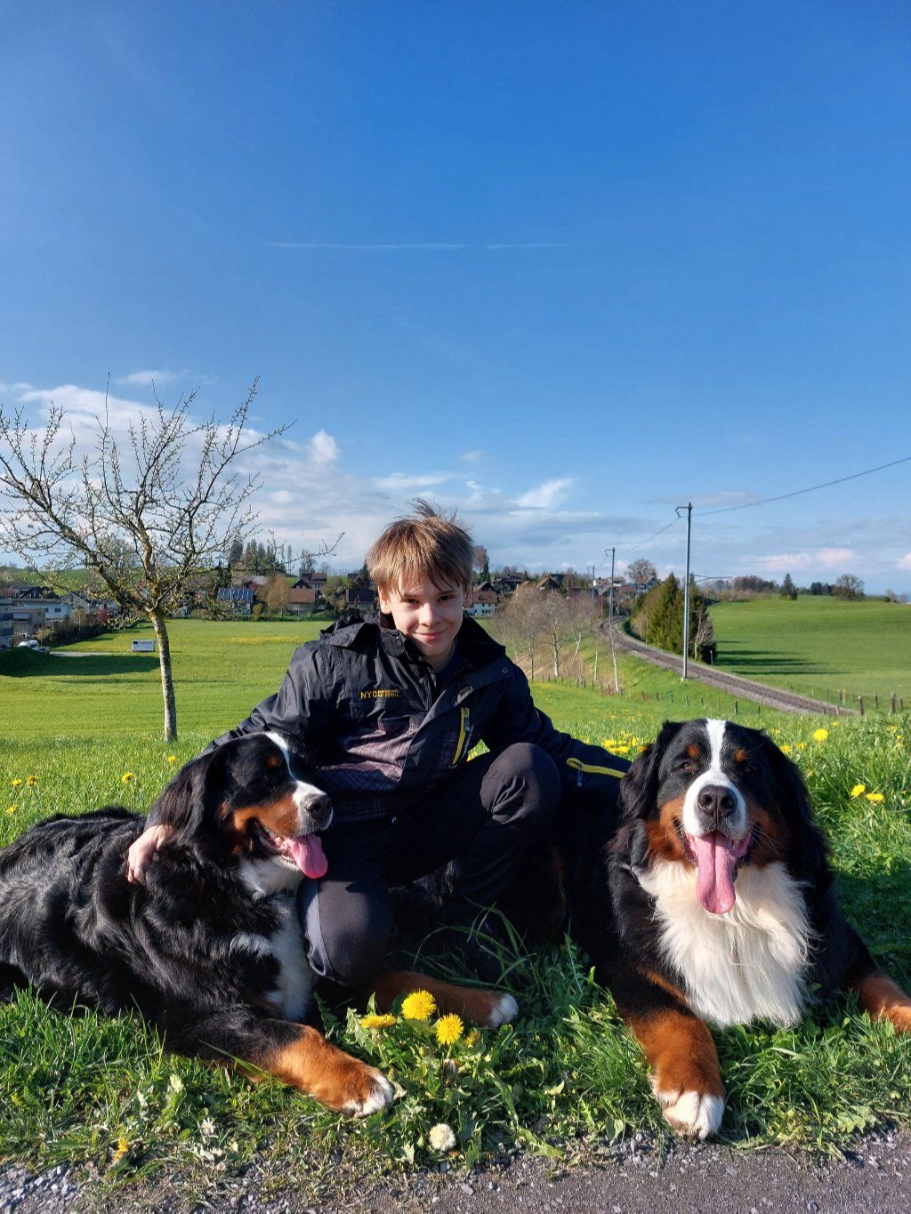 Berner Sennenhunde vom Freibach