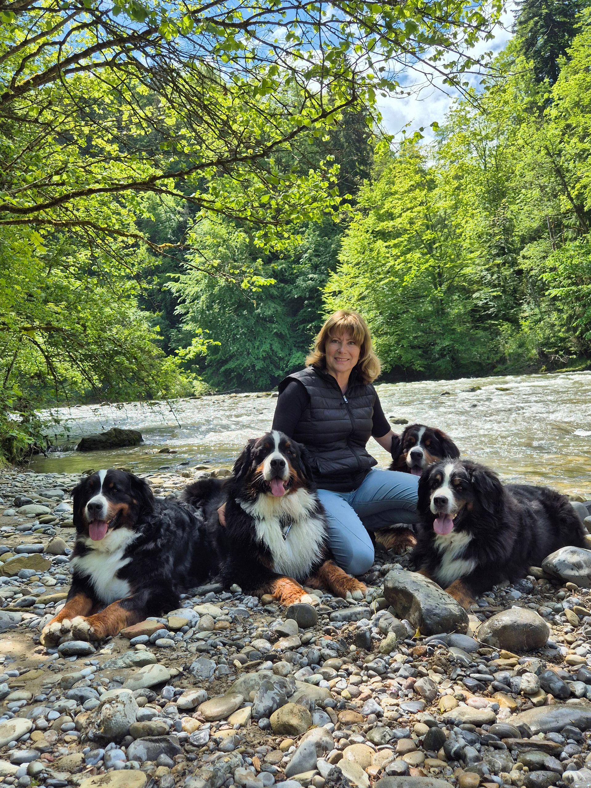 Berner Sennenhunde vom Freibach