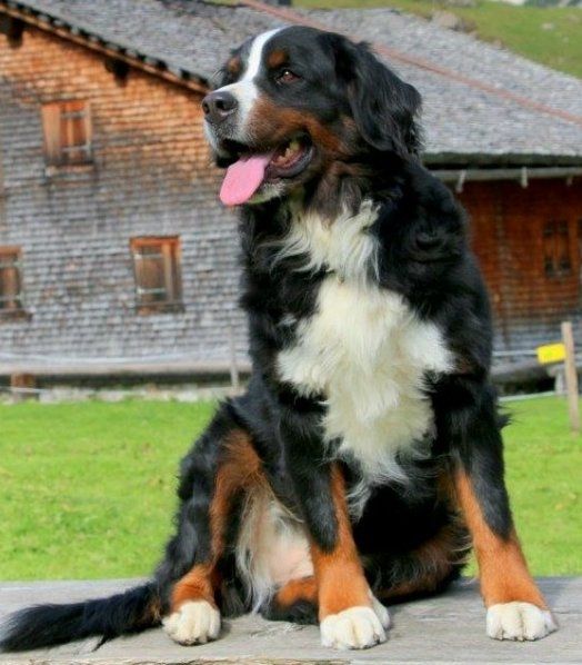 Berner Sennenhunde vom Freibach