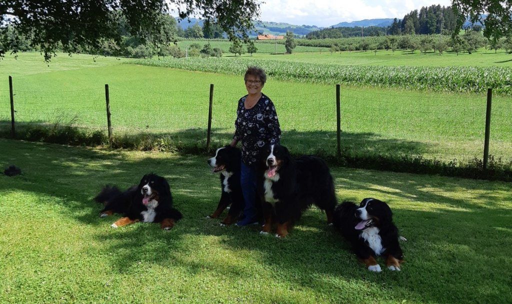 Berner Sennenhunde vom Freibach