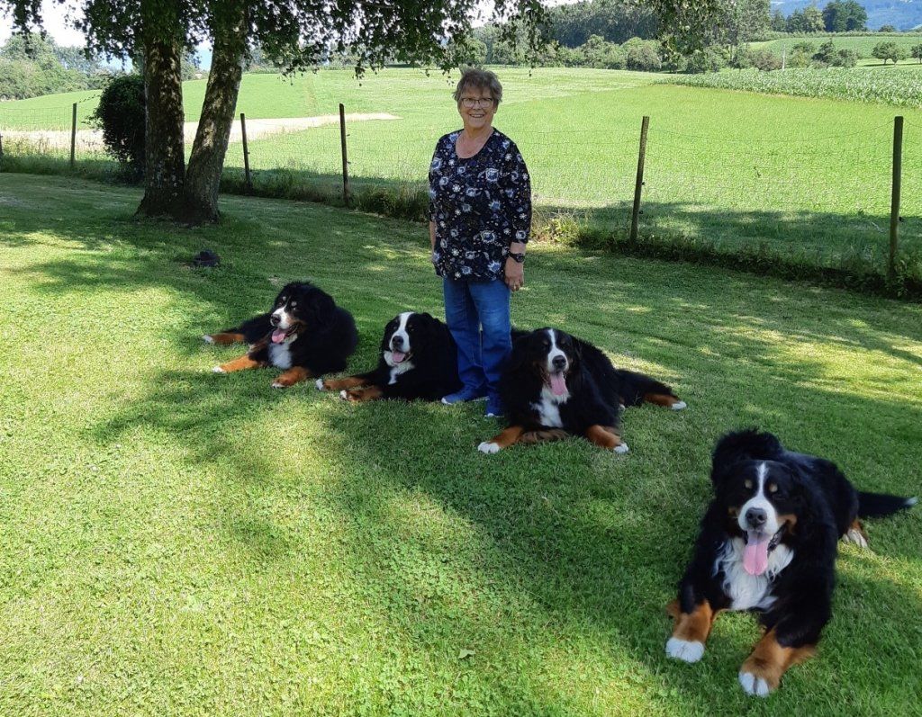 Berner Sennenhunde vom Freibach