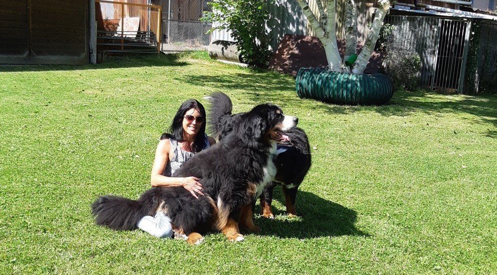 Berner Sennenhunde vom Freibach