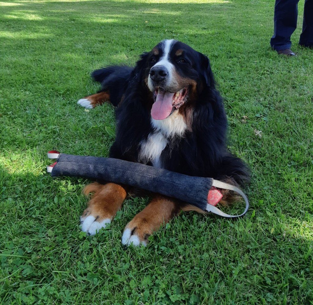 Berner Sennenhunde vom Freibach