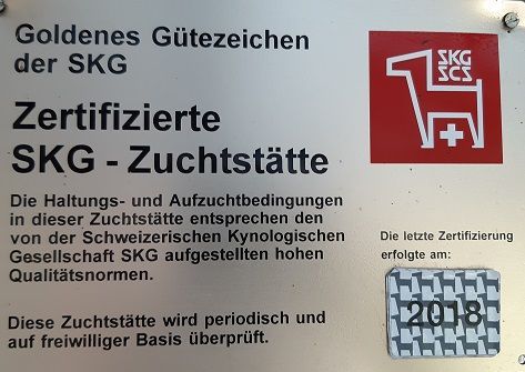 Berner Sennenhunde vom Freibach