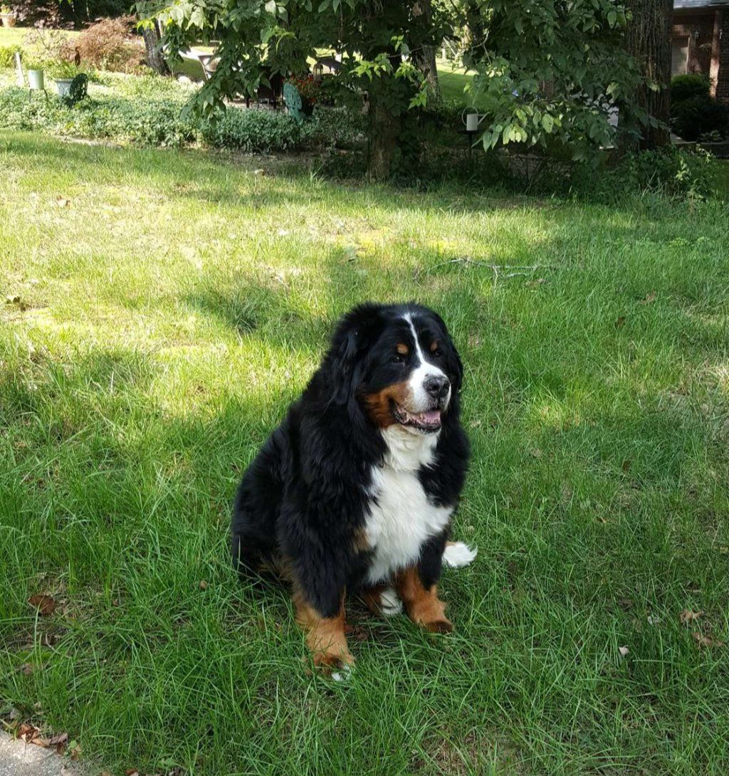 Berner Sennenhunde vom Freibach