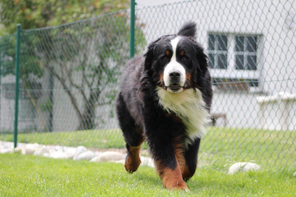 Berner Sennenhunde vom Freibach