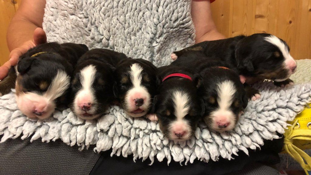 Berner Sennenhunde vom Freibach