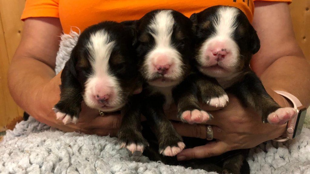 Berner Sennenhunde vom Freibach