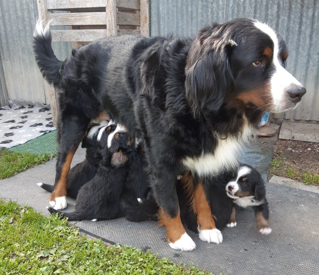 Berner Sennenhunde vom Freibach