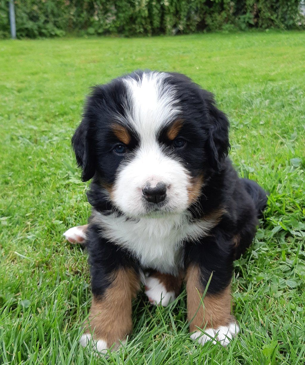 Berner Sennenhunde vom Freibach