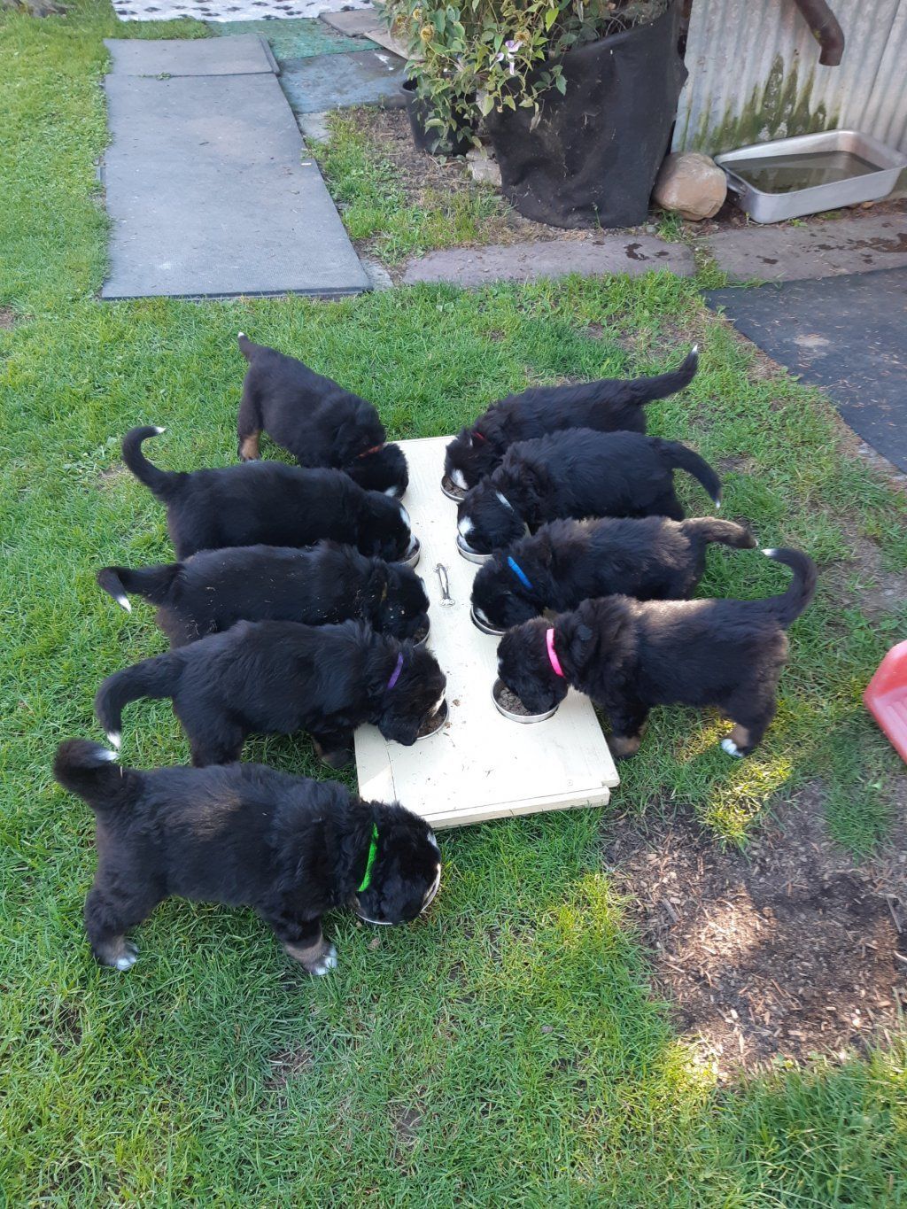 Berner Sennenhunde vom Freibach