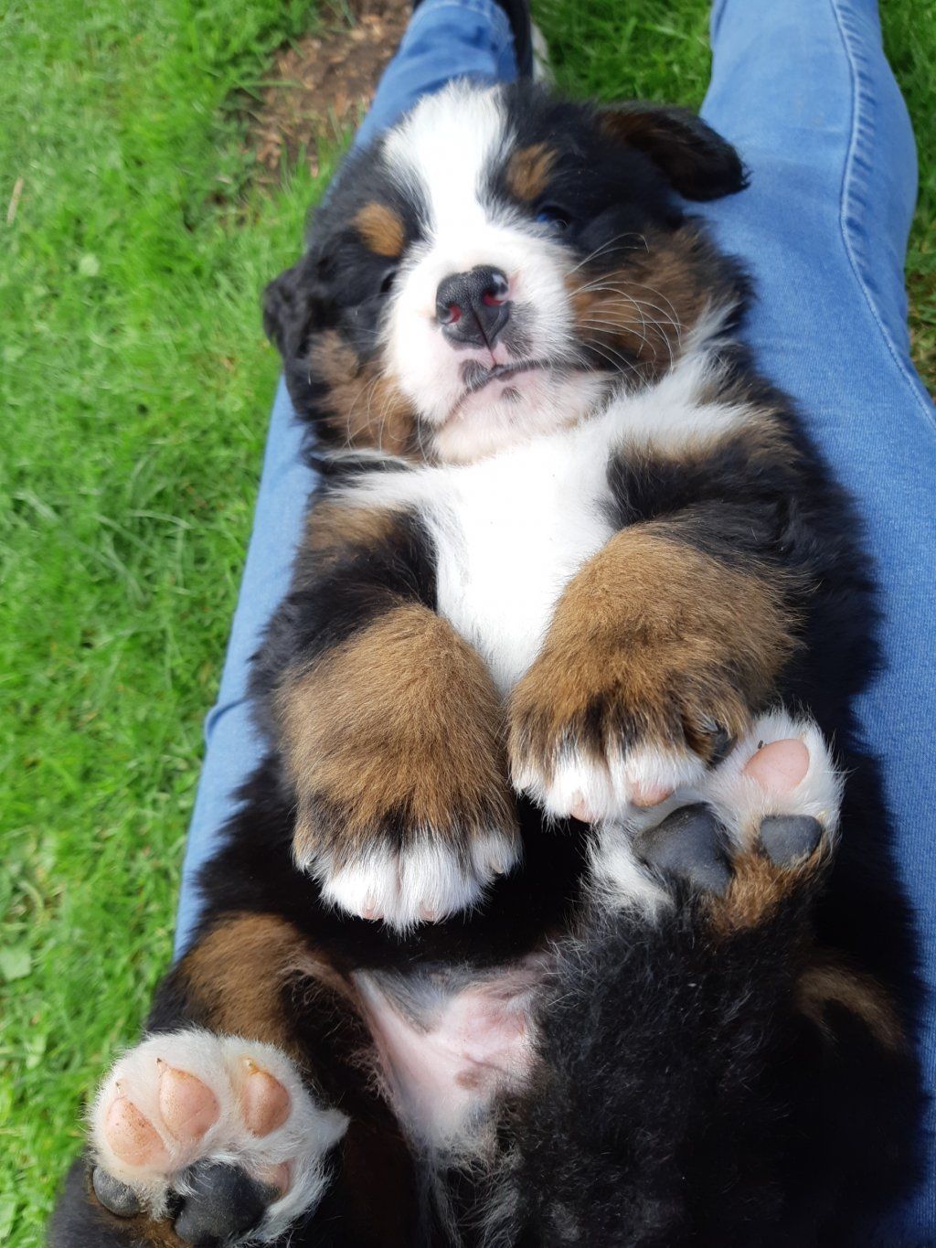 Berner Sennenhunde vom Freibach