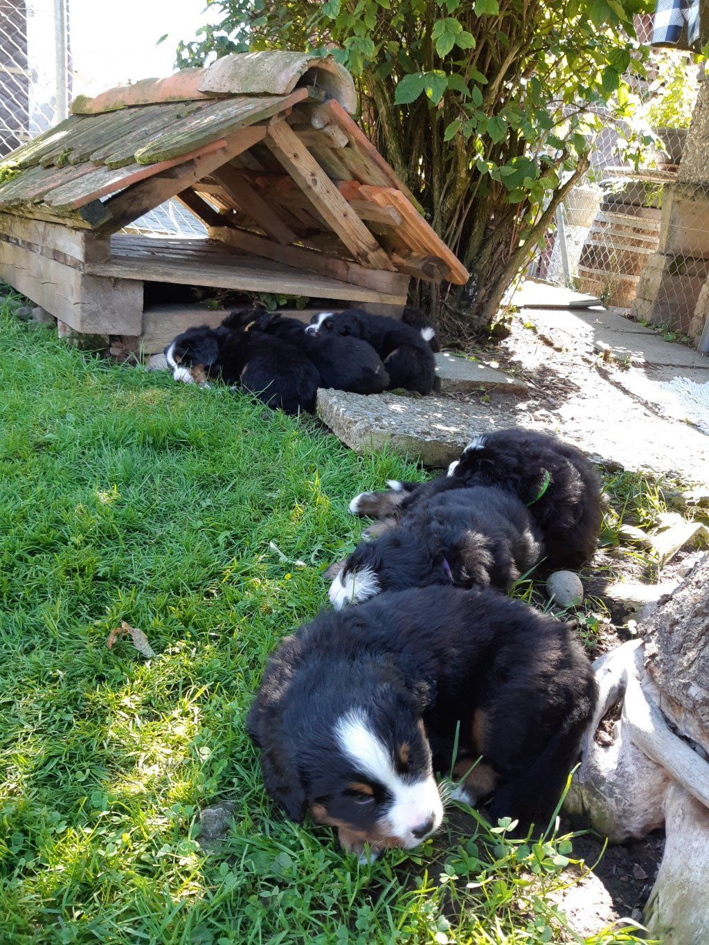 Berner Sennenhunde vom Freibach