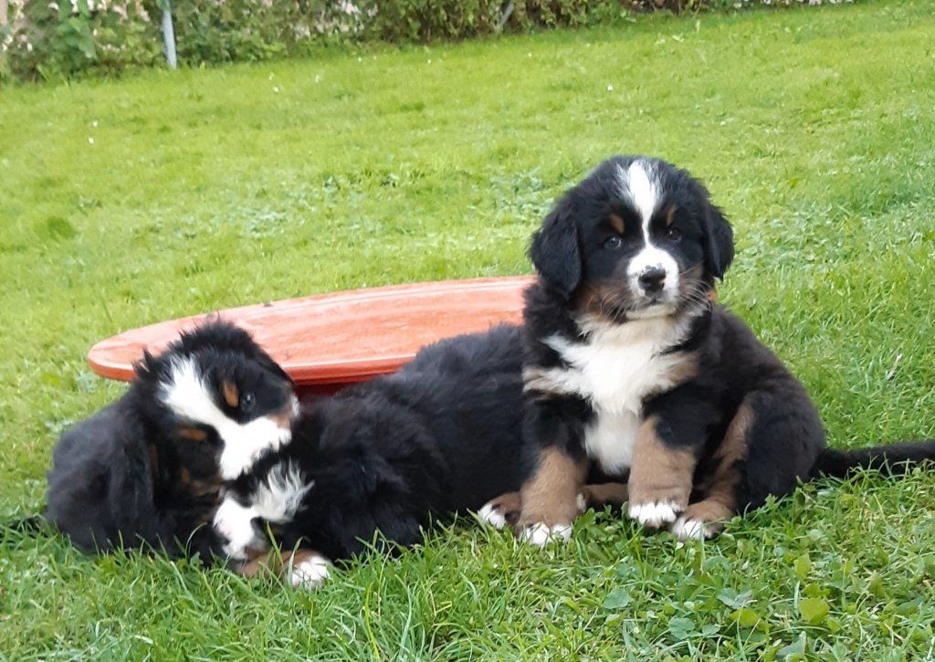 Berner Sennenhunde vom Freibach