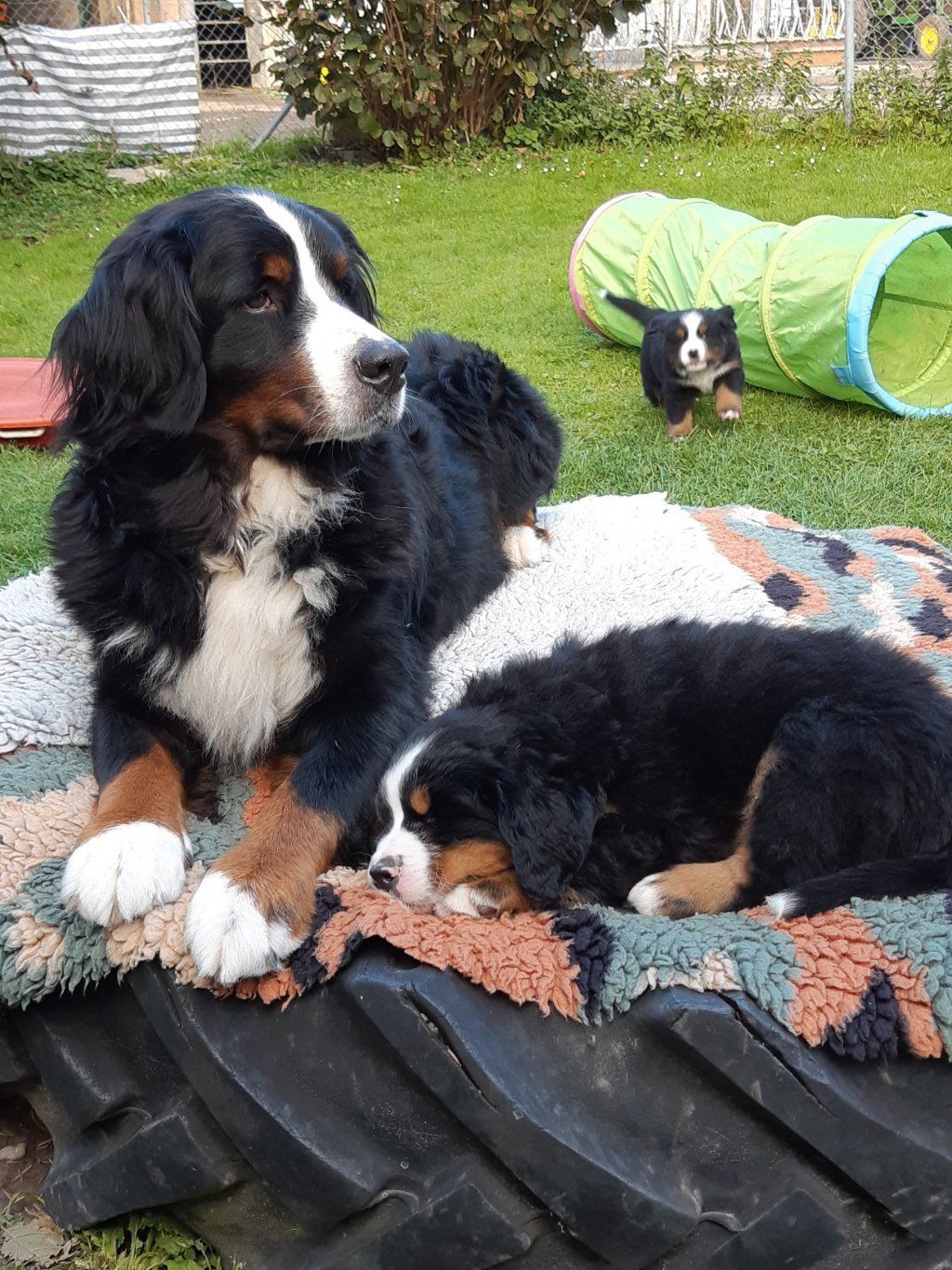 Berner Sennenhunde vom Freibach
