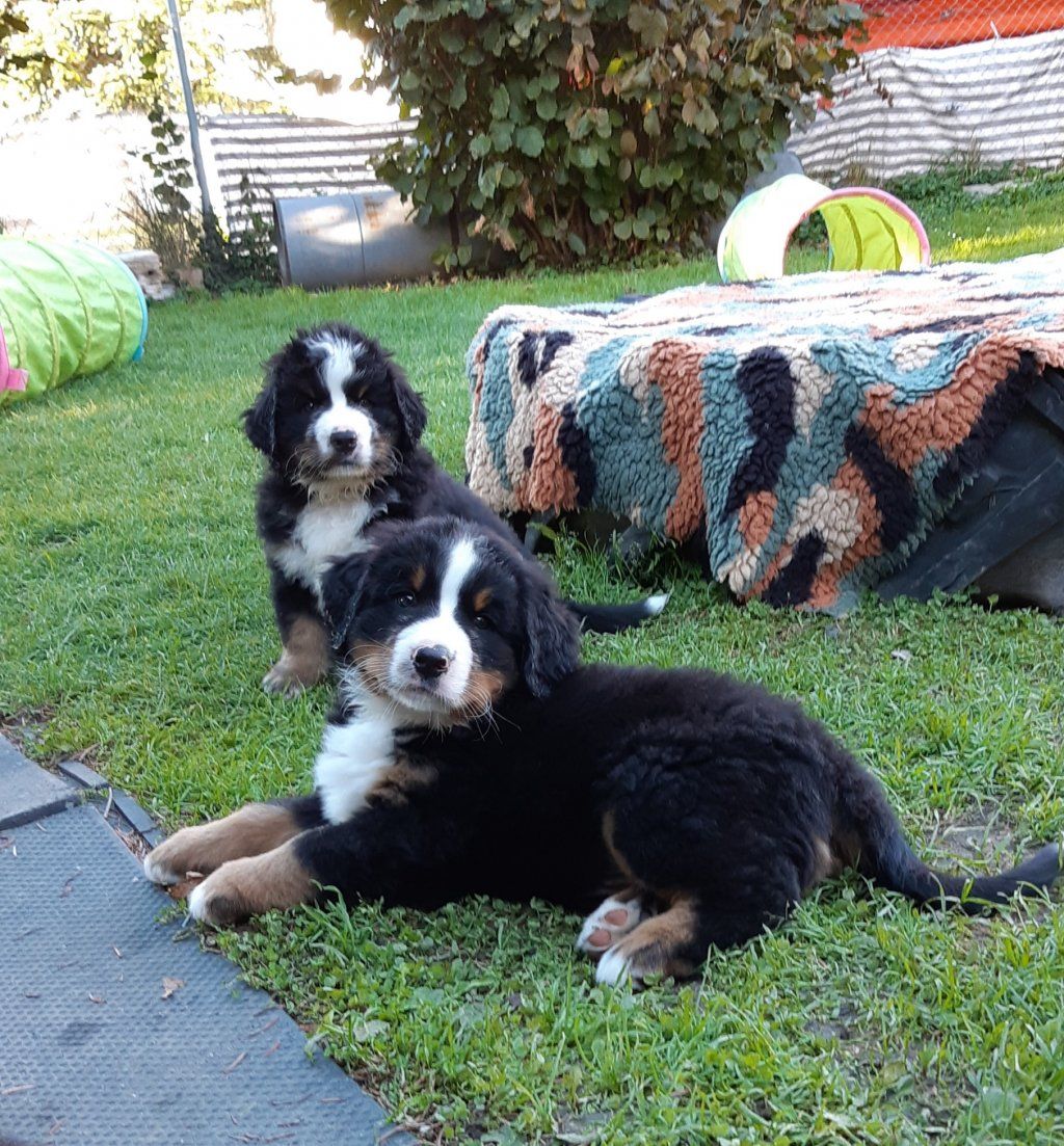 Berner Sennenhunde vom Freibach