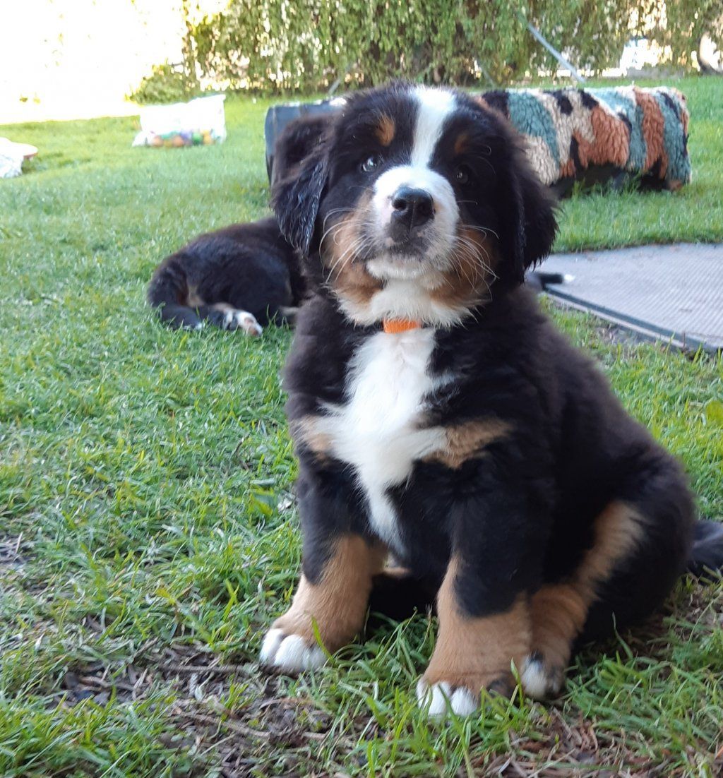 Berner Sennenhunde vom Freibach