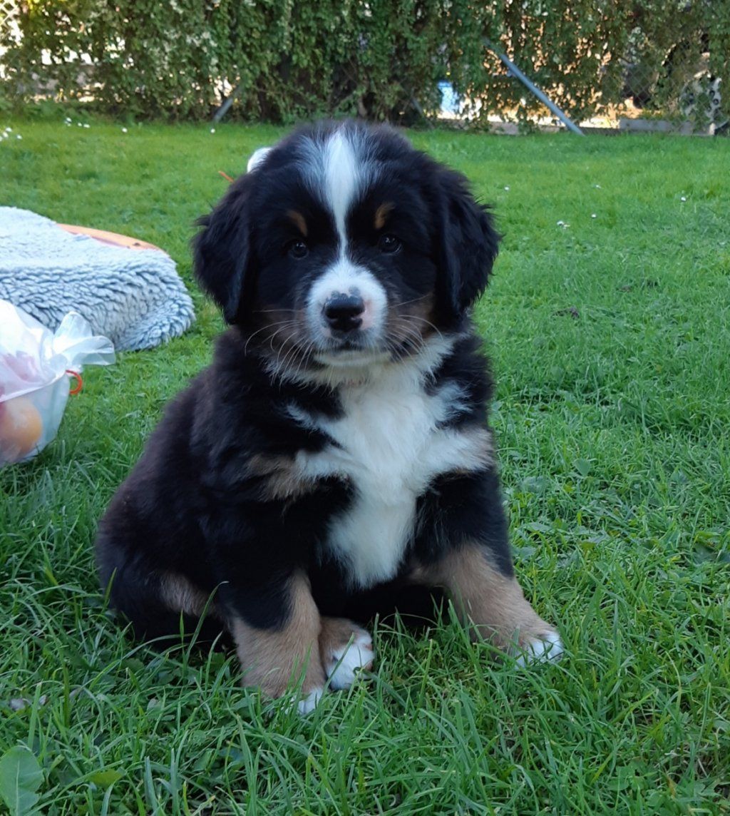 Berner Sennenhunde vom Freibach