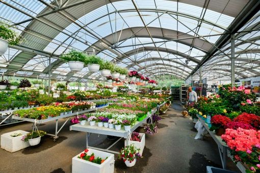 Serre lumineuse aux fleurs, avec des rangées de plantes colorées sous un toit de verre