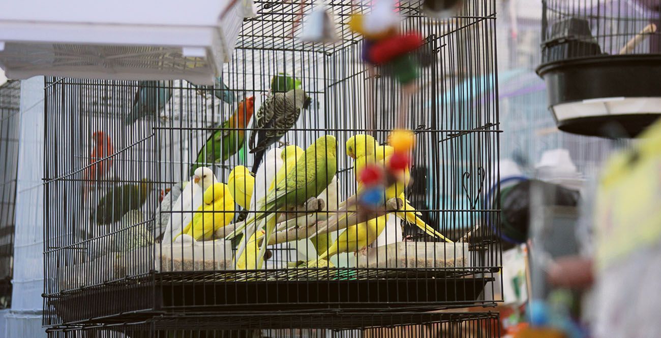 Des perroquets colorés perchés dans des cages grillagées sur un marché aux oiseaux