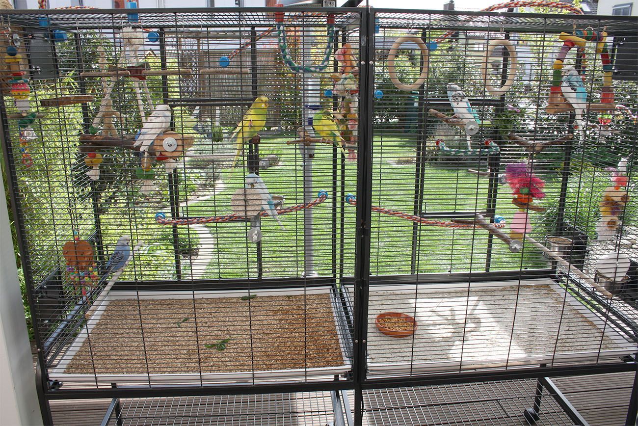 Des cages à oiseaux sur une terrasse, avec des perchoirs en bois et des jouets suspendus dans un enclos extérieur.