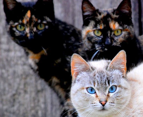 Trois chats dehors, un chat gris devant et deux chats écaille de tortue derrière.