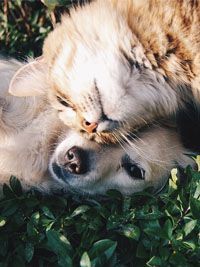 Deux chats duveteux se câlinent sur des feuilles vertes, l'un crème et l'autre gris.