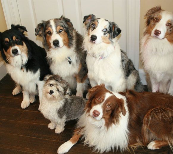 Six chiens assis sur un plancher en bois, certains à pelage noir, blanc, marron et gris.