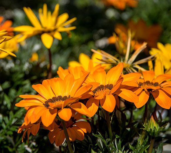 Des marguerites orange vif fleurissent dans un jardin ensoleillé, avec des fleurs jaunes floues en arrière-plan.