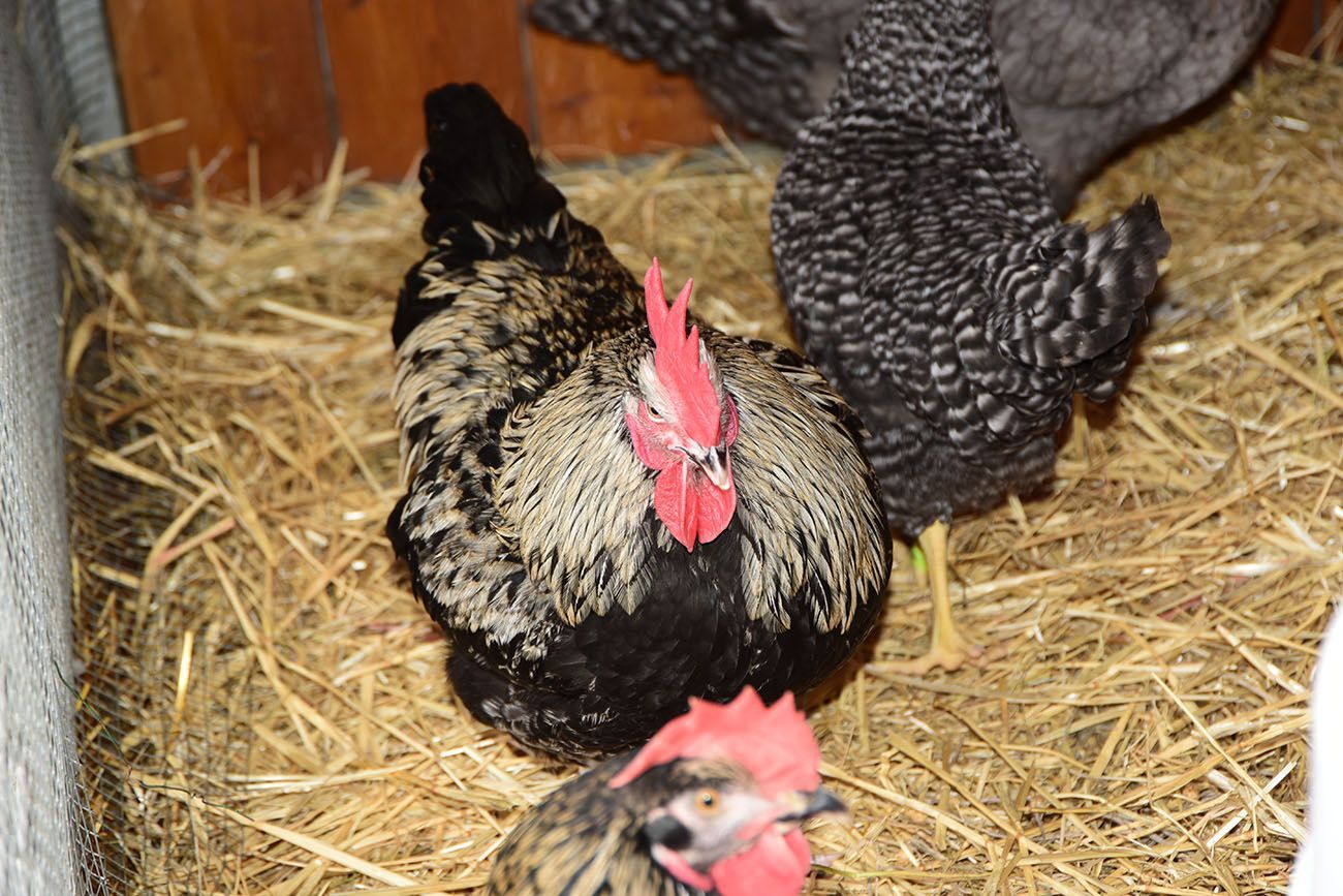 Trois poules au plumage noir et blanc se tiennent debout sur une litière de paille.