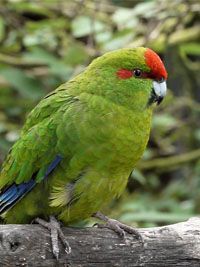 Perroquet vert à tête rouge perché sur une branche devant un fond feuillu