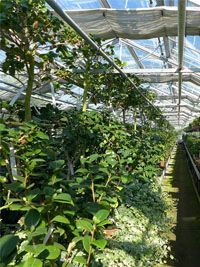 Des plantes vertes poussent dans une serre sous un toit de verre, avec des rangées de feuillage le long d'un chemin étroit.