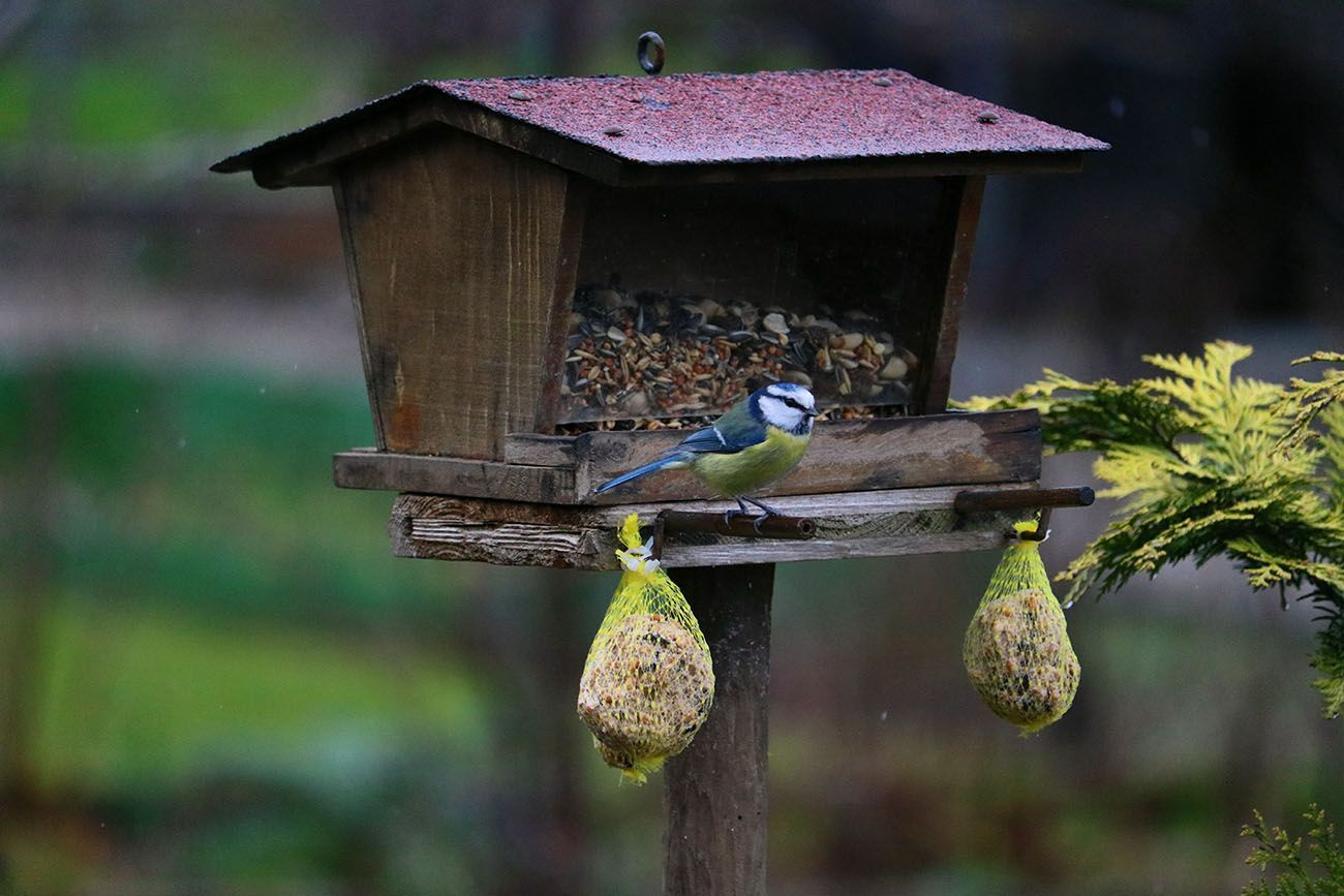 Mangeoire à oiseaux avec un petit oiseau bleu et jaune perché sur une plateforme en bois avec des sachets de graines suspendus.