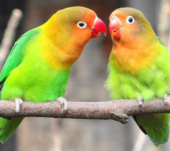 Deux inséparables colorés perchés sur une branche, se faisant face bec contre bec.
