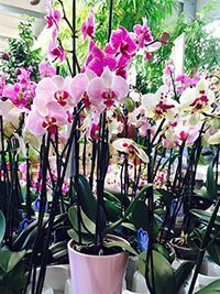 Orchidées roses et blanches en pot disposées dans une serre