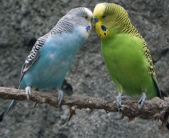 Deux perruches ondulées perchées côte à côte sur une branche, l'une bleue et blanche, l'autre verte et jaune.