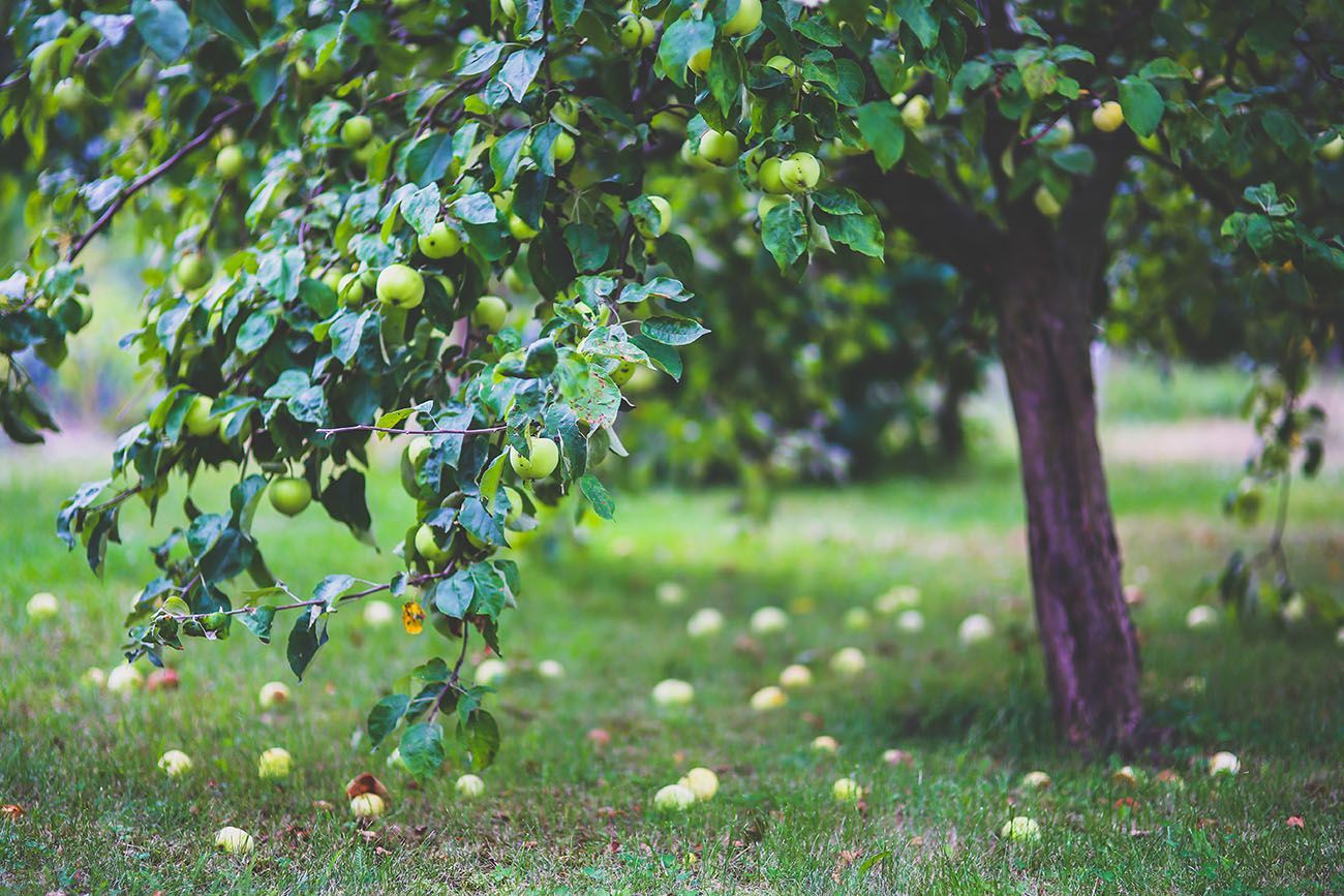 Pommier aux feuilles vertes et aux fruits mûrs dans un verger herbeux
