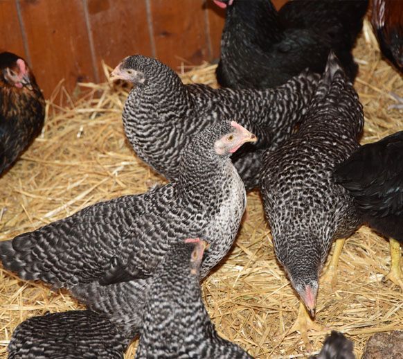 Des poules à rayures noires et blanches picorent de la paille dans un poulailler