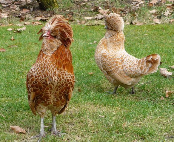 Deux poules ornementées se tiennent sur l'herbe, l'une brun rougeâtre et l'autre couleur crème, dans un jardin.