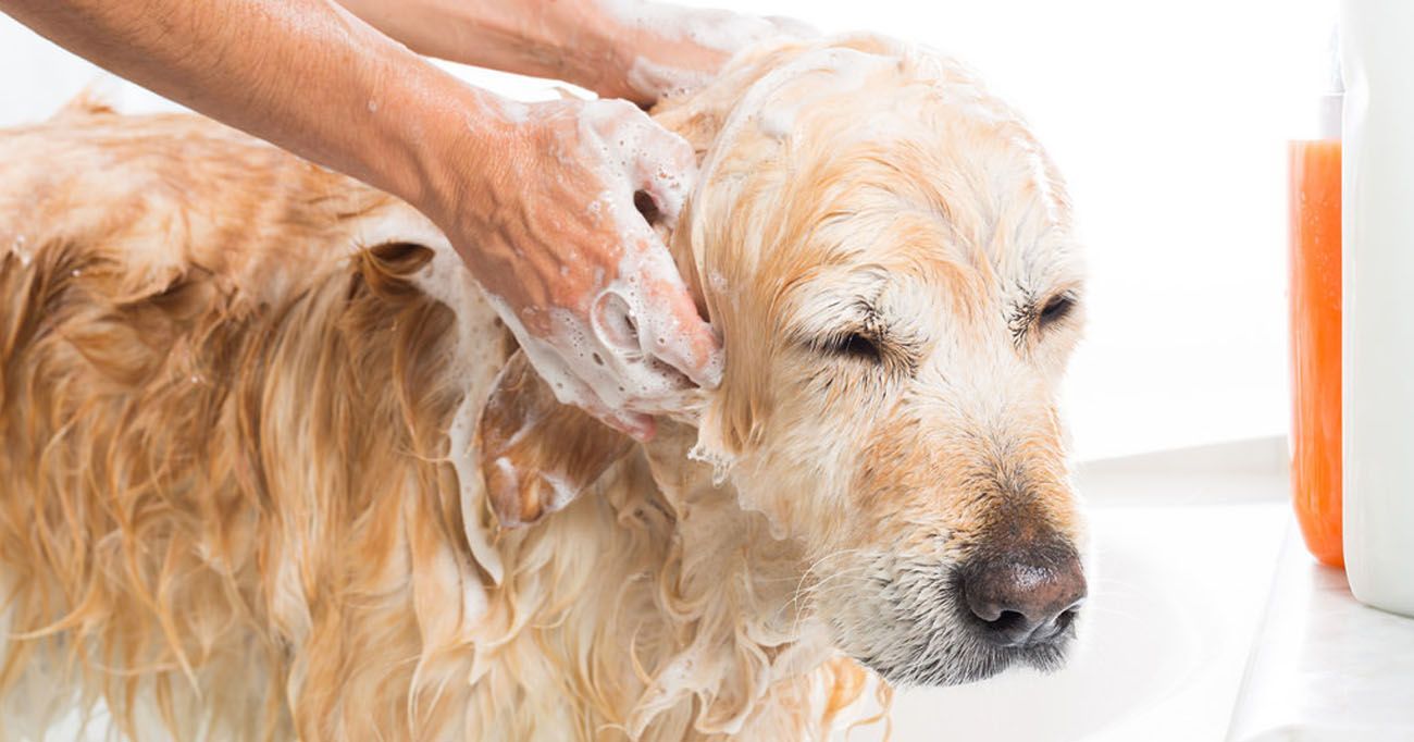 Un golden retriever est baigné, avec de la mousse de savon sur la tête et le cou.