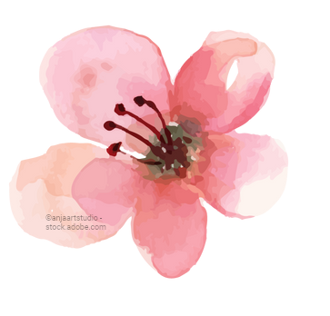 pinke Blume, Aquarell pinke Blume, Aquarell