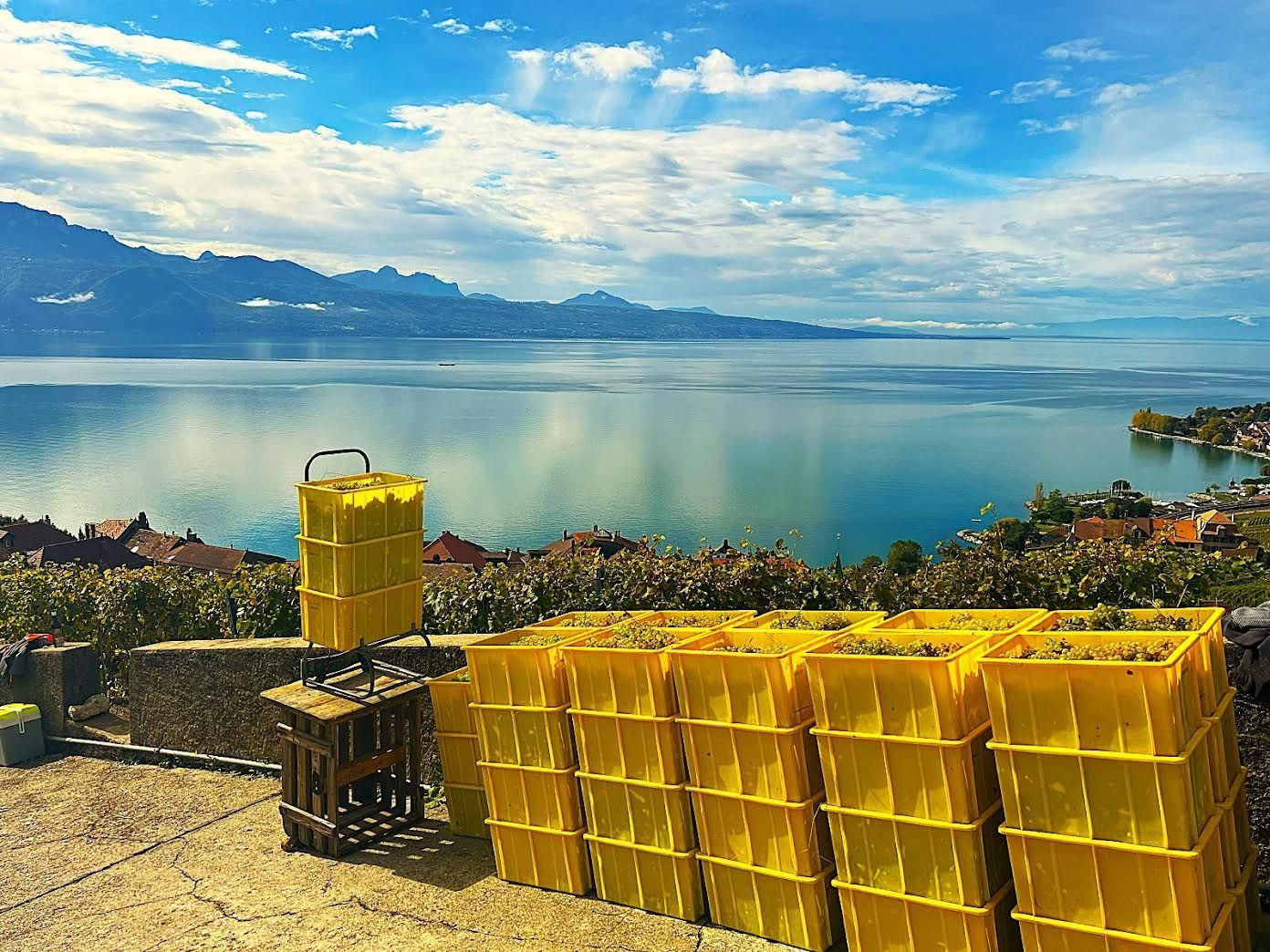 Vendanges - HEGG & Fils